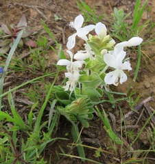 Lapeirousia pyramidalis pyramidalis