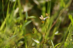 Hemiargus hanno