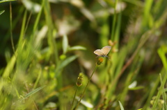 Hemiargus hanno