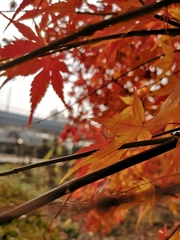 Acer palmatum