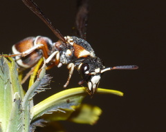 Antepipona