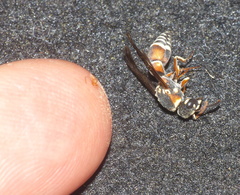 Antepipona