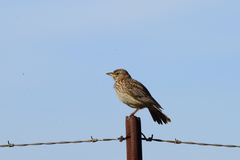 Galerida magnirostris
