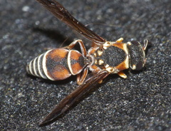 Antepipona