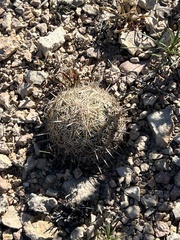 Coryphantha echinus
