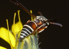 Antepipona