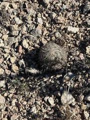 Coryphantha echinus