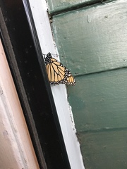 Danaus plexippus