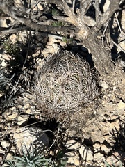 Coryphantha echinus