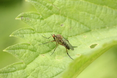 Empis