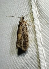 Epinotia nisella
