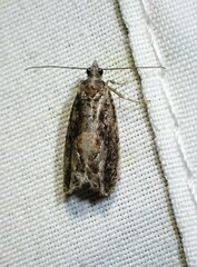 Epinotia nisella