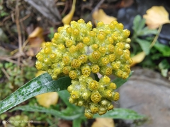 Pseudognaphalium affine