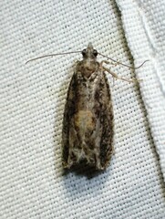 Epinotia nisella