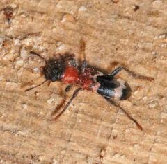 Thanasimus formicarius