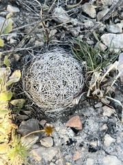 Coryphantha echinus