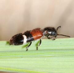 Tilloidea unifasciata