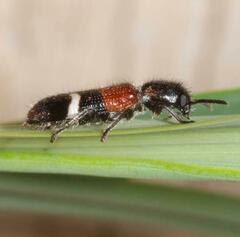 Tilloidea unifasciata