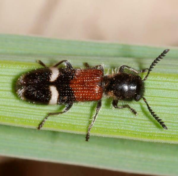 Tilloidea unifasciata