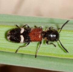 Tilloidea unifasciata
