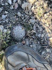 Coryphantha echinus