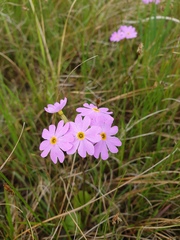 Primula nutans