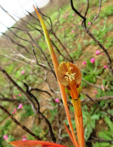 Image of Gladiolus Abbreviatus (Gladiolus abbreviatus) by (c) linkie, some rights reserved (CC BY)