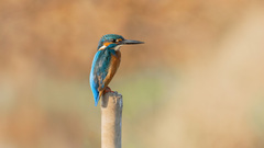 Alcedo atthis bengalensis