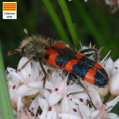 Trichodes leucopsideus