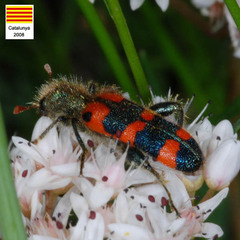 Trichodes leucopsideus