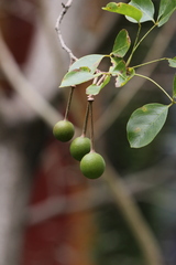Crateva adansonii trifoliata