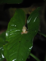 Diasporus diastema