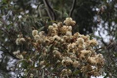 Corymbia citriodora