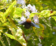 Xylocopa flavorufa