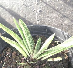 Gasteria
