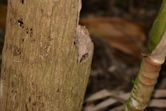 Silvascincus murrayi