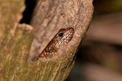 Silvascincus murrayi