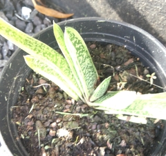 Gasteria