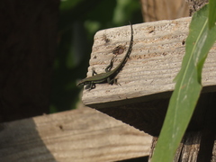 Phoenicolacerta troodica