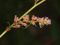 Astilbe longicarpa