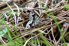 Scotopteryx moeniata