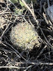 Escobaria tuberculosa