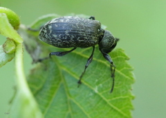 Phyllobius