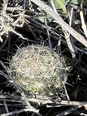 Escobaria tuberculosa