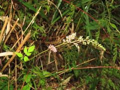 Astilbe longicarpa