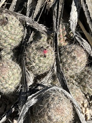 Escobaria tuberculosa