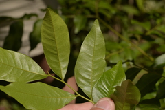 Pararchidendron pruinosum