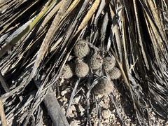 Escobaria tuberculosa