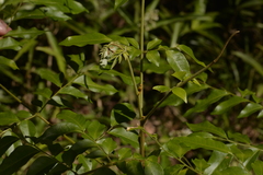 Pararchidendron pruinosum