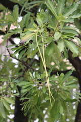 Alstonia scholaris